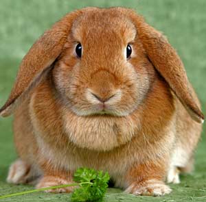 Правильное питание для декоративных кроликов