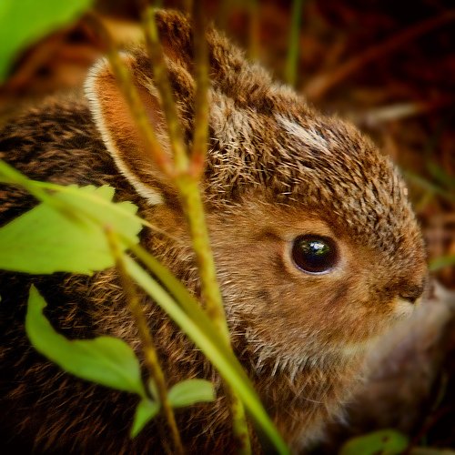 Кормление кроликов летом: фрукты и травы